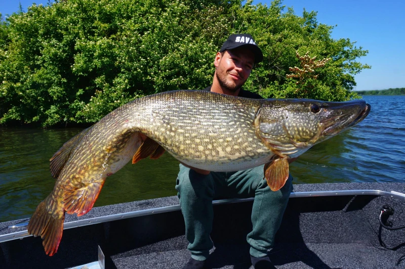 Savage Gear 4D Linethru Roach 25cm, 216g Sinking 2 Savage Gear 4D Linethru Roach 25cm, 216g Sinking – Bild 2